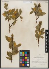 Foto von Salix serissima (L. H. Bailey) Fern.